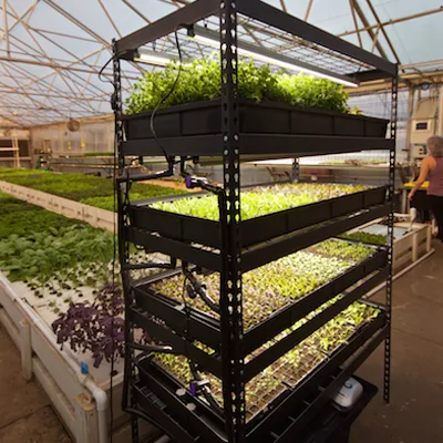 Growasis 4-Tier Nursery & Microgreen System