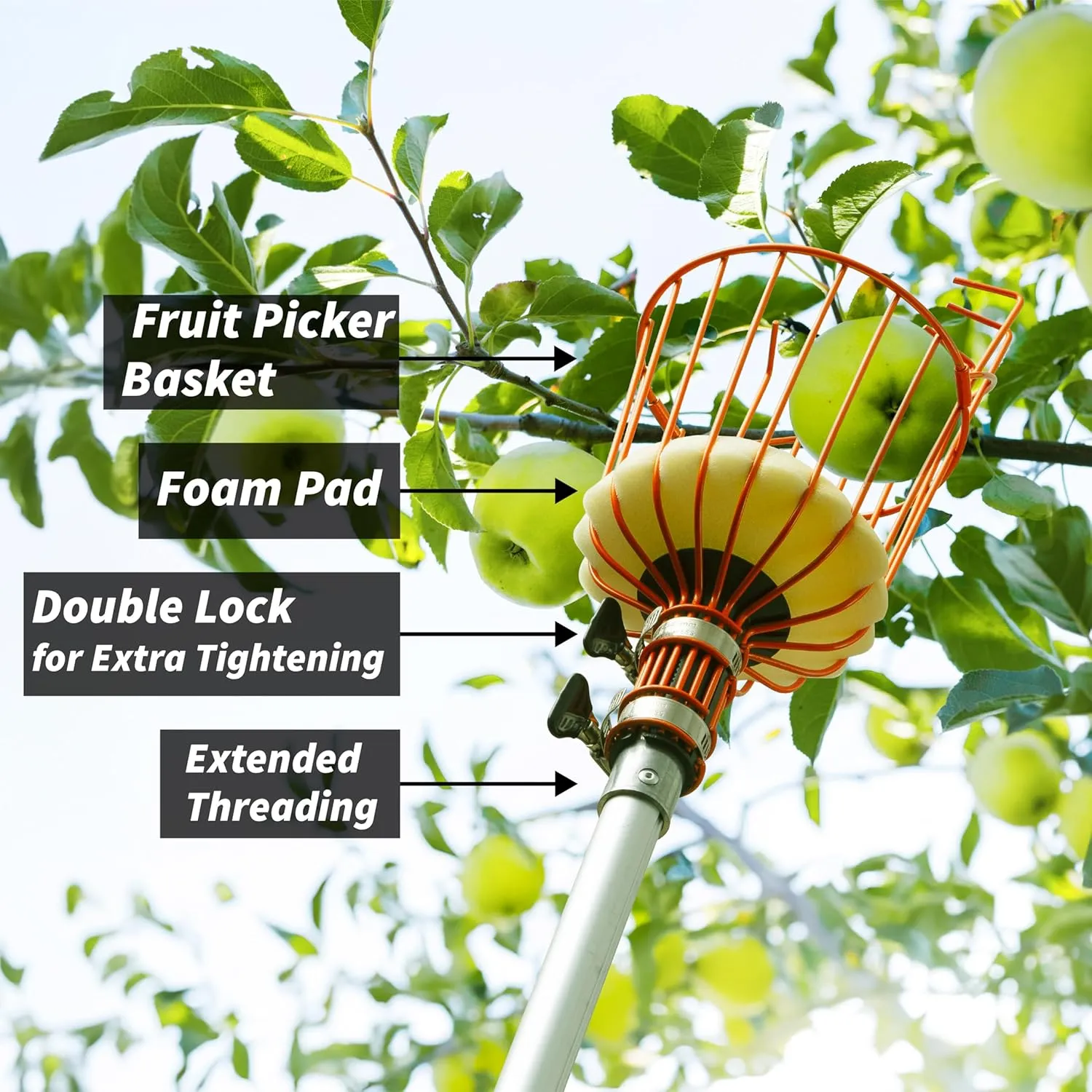 Telescoping Fruit Picker with Basket, Ultimate High-Reach Tool for Apples, Oranges, Mangoes, and More